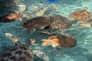 UINTI KILPIKONNIEN KANSSA SALAAMIN LUOLASSA KIZIMKAZIN ZANZIBARISSA