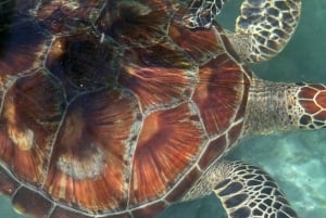 UINTI KILPIKONNIEN KANSSA SALAAMIN LUOLASSA KIZIMKAZIN ZANZIBARISSA