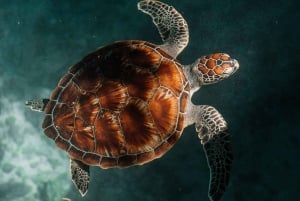 UINTI KILPIKONNIEN KANSSA SALAAMIN LUOLASSA KIZIMKAZIN ZANZIBARISSA