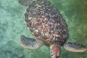 UINTI KILPIKONNIEN KANSSA SALAAMIN LUOLASSA KIZIMKAZIN ZANZIBARISSA