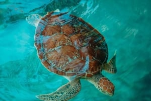 UINTI KILPIKONNIEN KANSSA SALAAMIN LUOLASSA KIZIMKAZIN ZANZIBARISSA