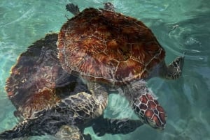 UINTI KILPIKONNIEN KANSSA SALAAMIN LUOLASSA KIZIMKAZIN ZANZIBARISSA