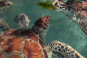 UINTI KILPIKONNIEN KANSSA SALAAMIN LUOLASSA KIZIMKAZIN ZANZIBARISSA