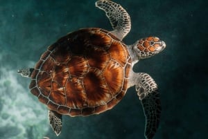 UINTI KILPIKONNIEN KANSSA SALAAMIN LUOLASSA KIZIMKAZIN ZANZIBARISSA