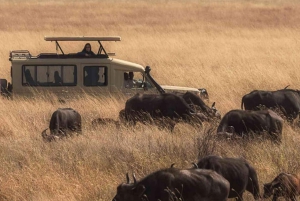 El mejor safari de un día al cráter Ngorongoro en Tanzania