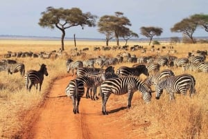 El mejor safari de un día al cráter Ngorongoro en Tanzania