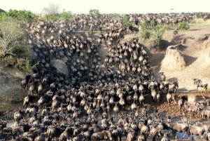 El mejor safari de un día al cráter Ngorongoro en Tanzania