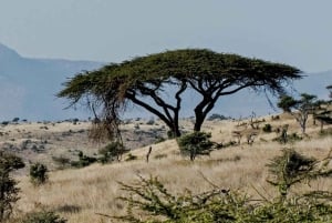 Tanzania: 10-Day Community Safari from Coast to Lakes