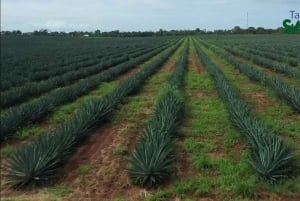 Tanzania: 10-Day Community Safari from Coast to Lakes