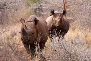 Танзания: 10-дневное роскошное сафари с проживанием в лодже и пляжи Занзибара