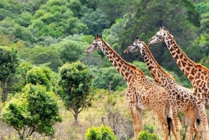 Tansania: 10-tägige Safari und Strandurlaub auf Sansibar