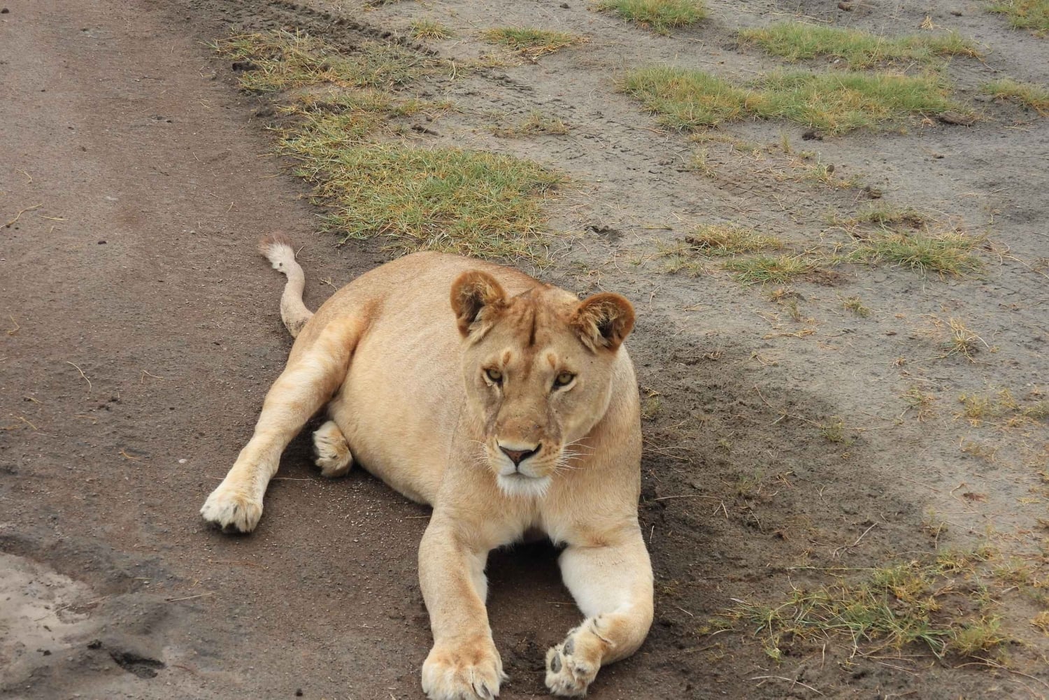 Tanzania: 10-dages safari og strandferie på Zanzibar