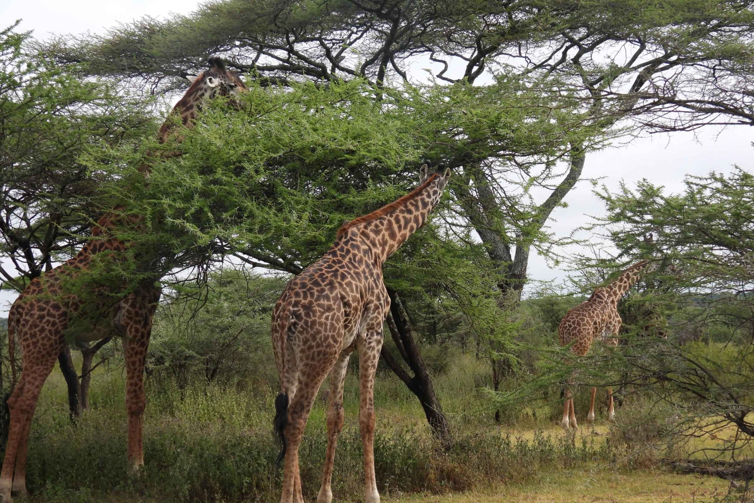 Tanzania: 10-dages safari og strandferie på Zanzibar