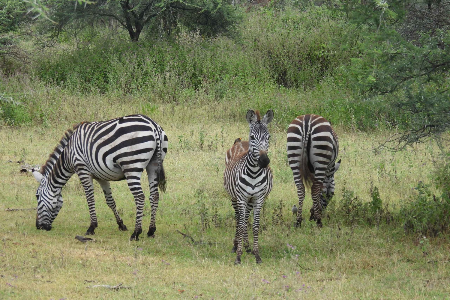 Tanzania: 10-dages safari og strandferie på Zanzibar