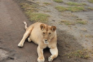 Tanzania: 10-dages safari og strandferie på Zanzibar