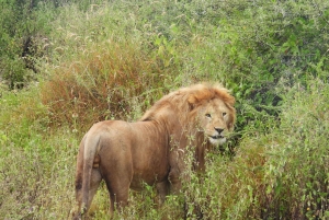 Tanzania: 10-dages safari og strandferie på Zanzibar