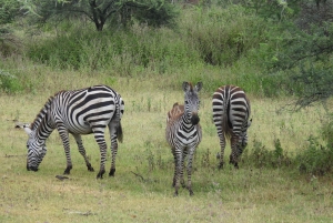 Tanzania: 10-dages safari og strandferie på Zanzibar