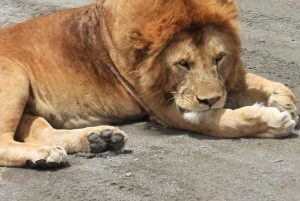 Tanzania: 10-dages safari og strandferie på Zanzibar