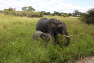Tanzania: 10-dages safari og strandferie på Zanzibar