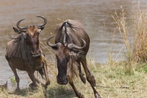 Tanzania: 11-dniowe safari i przygoda na plaży