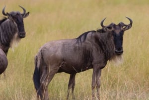 Tanzania: 11-dniowe safari i przygoda na plaży