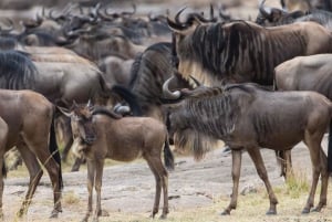 Tanzania: 11-dniowe safari i przygoda na plaży