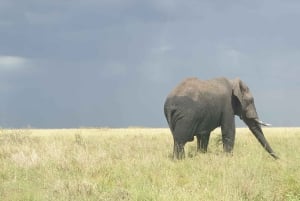 Tanzania: 11-dniowe safari i przygoda na plaży