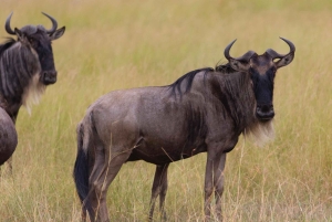 タンザニア:11日間のサファリとビーチアドベンチャー