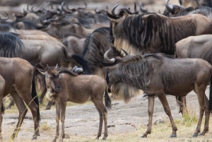 タンザニア:11日間のサファリとビーチアドベンチャー