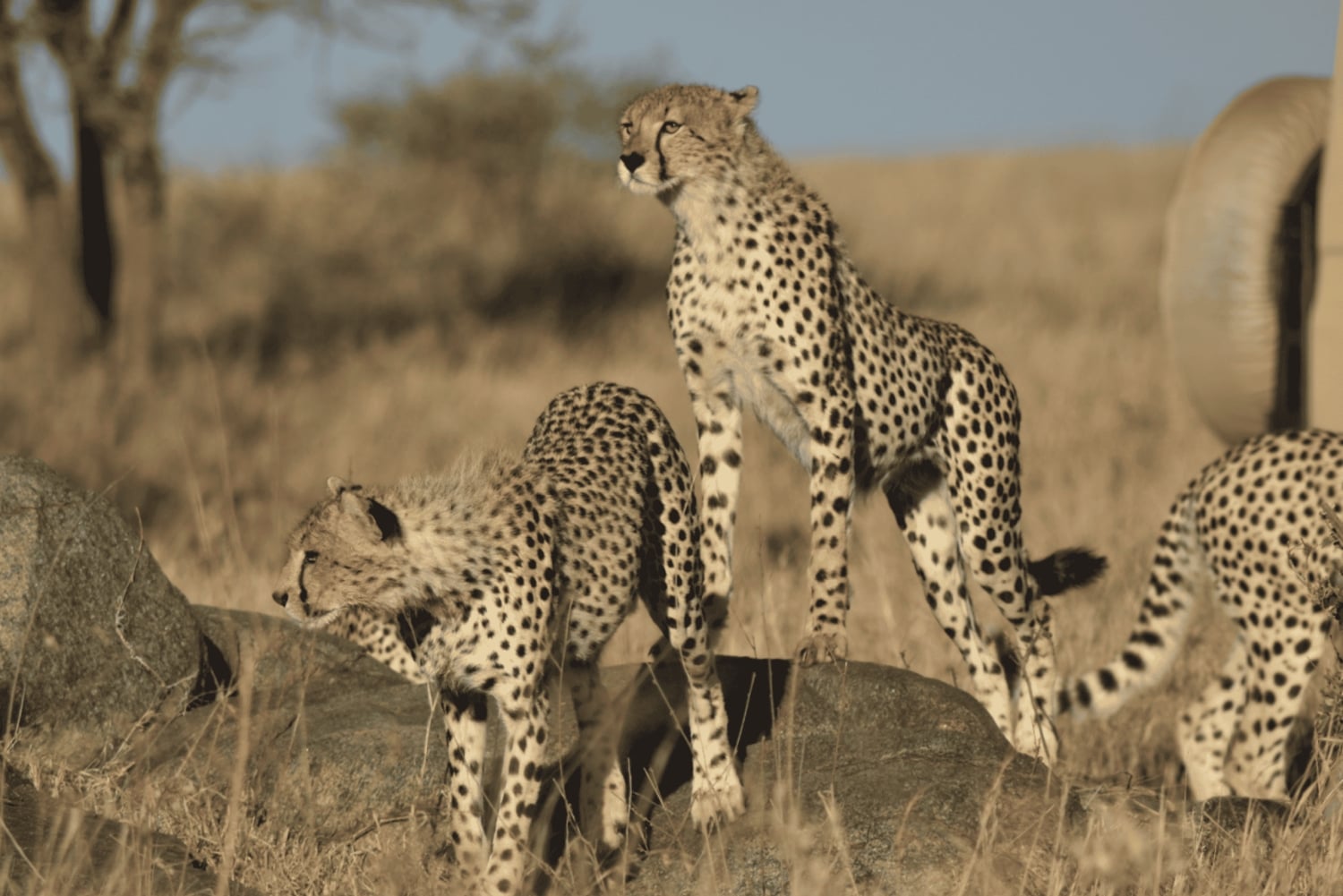 Tanzania: Safari de 13 días y vacaciones en la playa de Zanzíbar