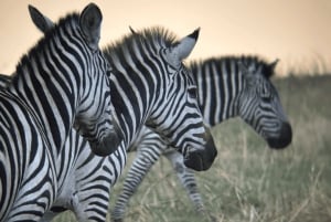 Tanzania: 13-dagars safari och strandsemester på Zanzibar