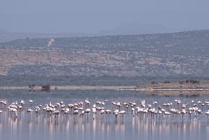 Tanzania: 13-dagars safari och strandsemester på Zanzibar