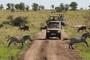 Tanzania: 13-dagars safari och strandsemester på Zanzibar