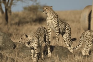 Tanzania: 13-dagars safari och strandsemester på Zanzibar
