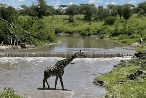 Tanzania: 13-dagars safari och strandsemester på Zanzibar