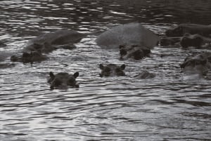 Tanzania: 13-dagars safari och strandsemester på Zanzibar