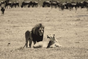 Tanzania: 13-dagars safari och strandsemester på Zanzibar