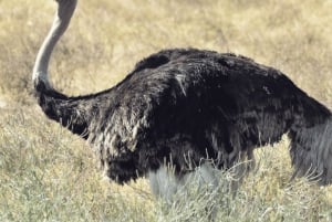 Tanzania: 13-dagars safari och strandsemester på Zanzibar