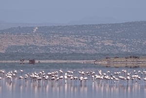 Tanzania: Safari de 13 días y vacaciones en la playa de Zanzíbar