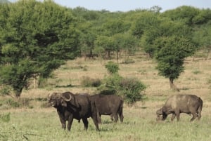 Tanzania: Safari de 13 días y vacaciones en la playa de Zanzíbar
