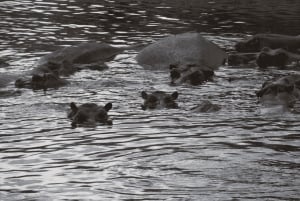 Tanzania: Safari de 13 días y vacaciones en la playa de Zanzíbar