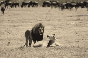 Tanzania: Safari de 13 días y vacaciones en la playa de Zanzíbar