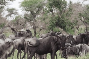 Tanzania: Safari de 13 días y vacaciones en la playa de Zanzíbar