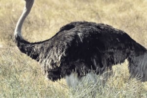 Tanzania: Safari de 13 días y vacaciones en la playa de Zanzíbar