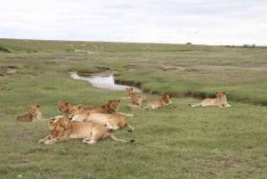 Tanzania: Safari de 2 días por Tarangire y el cráter del Ngorongoro