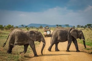 Tanzânia: Safári de 2 dias em Tarangire e na cratera de Ngorongoro