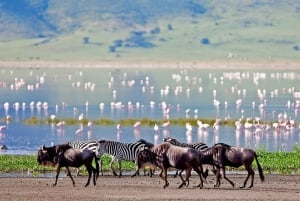 Tanzania: 2-dagars safari i Tarangire och Ngorongorokratern