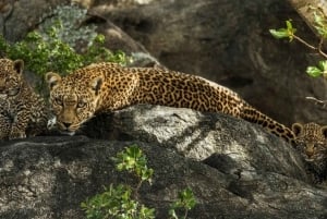 Tanzania: 3-dagers billig hyttesafari med henting på flyplassen