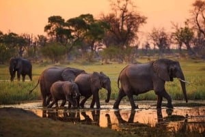 Tanzania: 3-dagers billig hyttesafari med henting på flyplassen