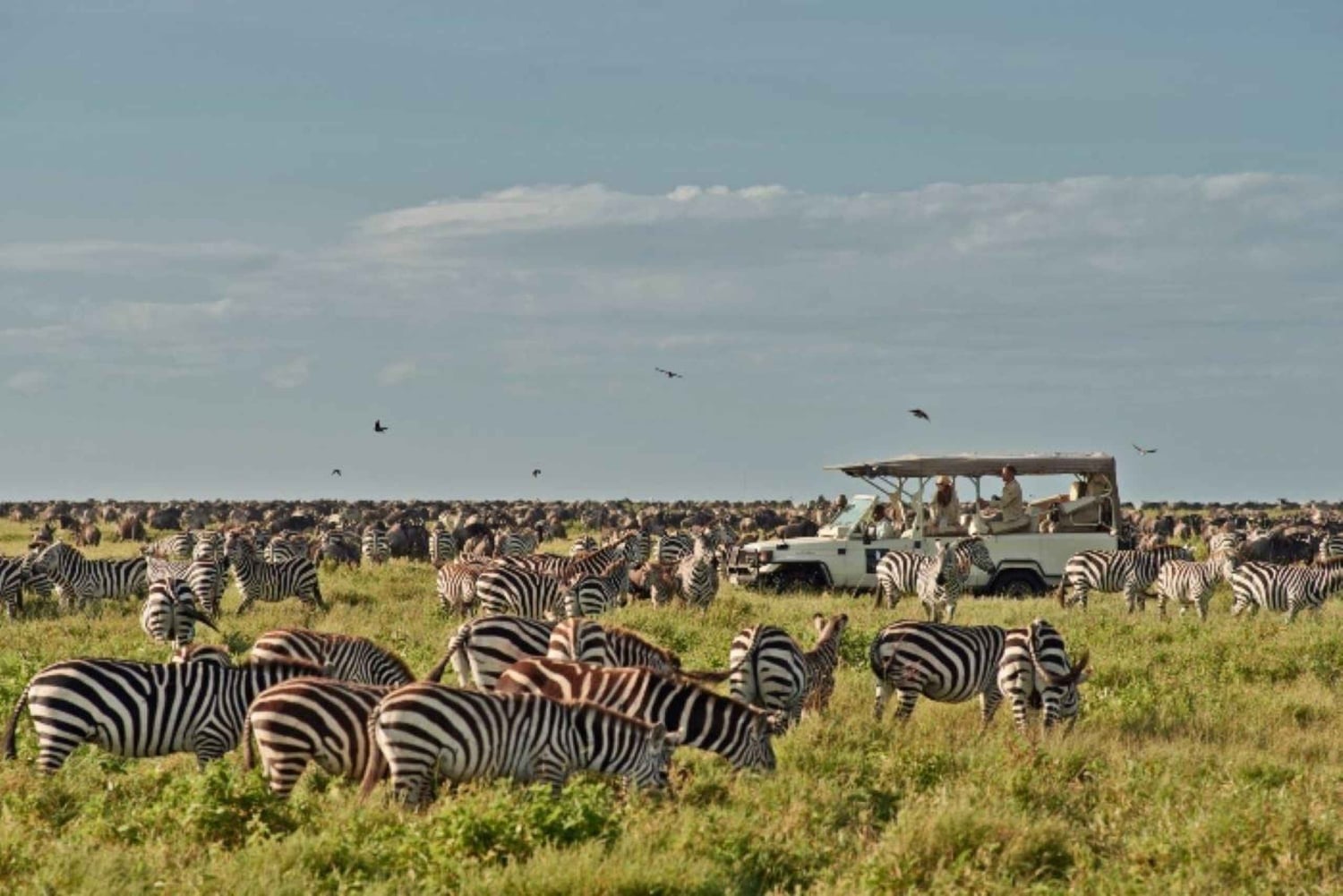 Tanzania: 3-Day Safari to Serengeti, Lake Manyara, …